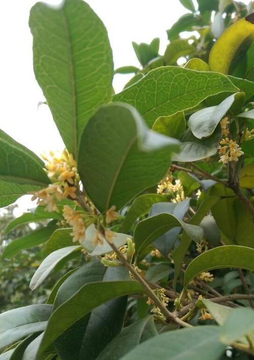 桂花冬天怎么养护？有哪些注意事项和技巧？