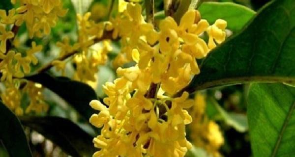 桂花对人身体有害吗？桂花的潜在副作用是什么？