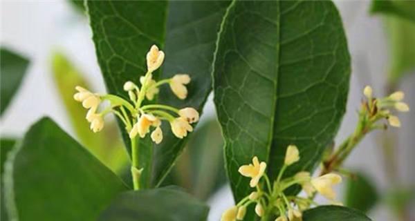 桂花对人身体有害吗？桂花的潜在副作用是什么？