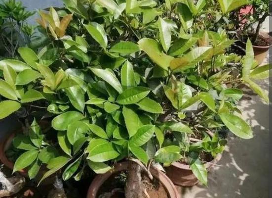 桂花多久浇一次水？如何正确给桂花浇水？