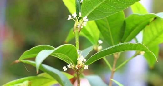 桂花多久浇一次水？如何正确给桂花浇水？