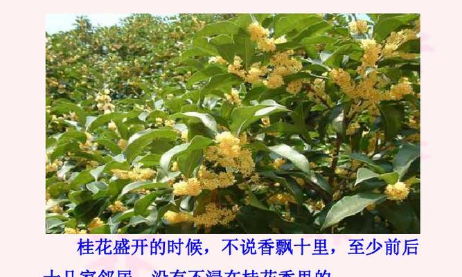 桂花浇水频率是多少？隔几天浇一次水最合适？