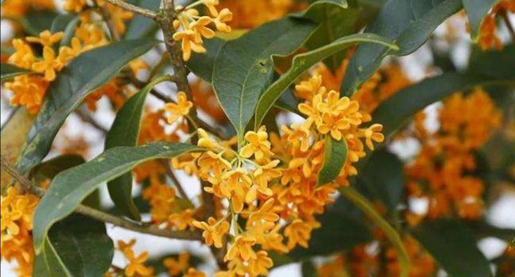桂花浇水频率是多少？隔几天浇一次水最合适？