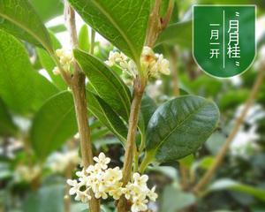 桂花多久开花一次？如何正确养护以促进开花？
