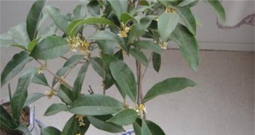 桂花多久开花一次？如何正确养护以促进开花？