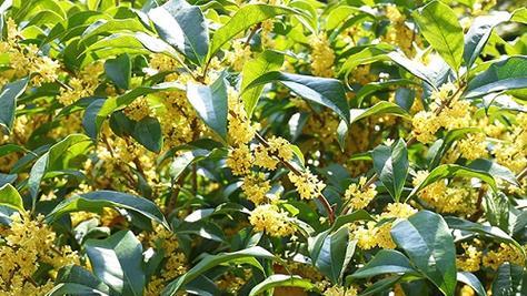 桂花多久开花一次？如何养护才能保证定期开花？