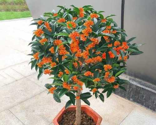 桂花好养吗？养殖方法和养护要点是什么？
