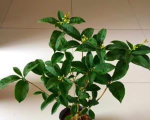 桂花种植选择大盆还是小盆好？哪种更适合？