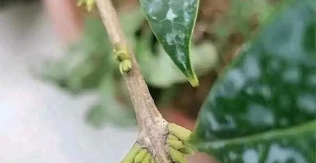桂花花肥怎么制作？使用时应注意哪些问题？