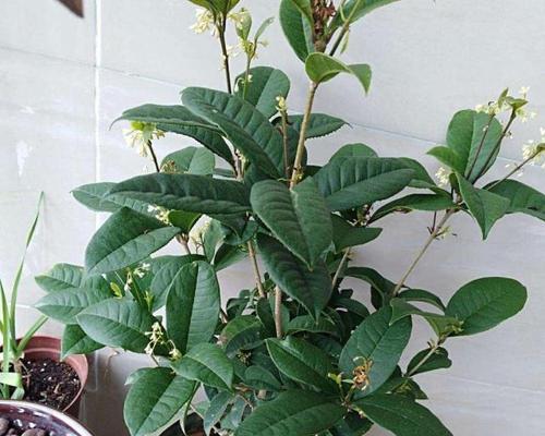 桂花换盆后多久浇水合适？换盆后浇水的正确时机是什么？
