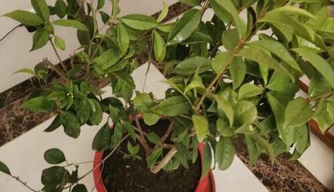 桂花换盆后多久浇水合适？换盆后浇水的正确时机是什么？