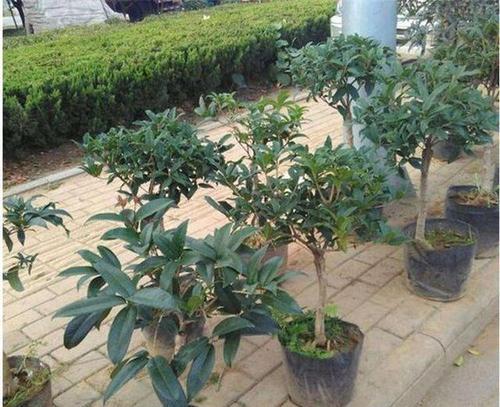 桂花换土的最佳时间是什么时候？如何正确进行换土操作？