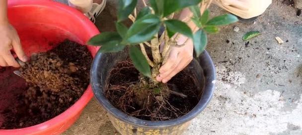 桂花换土的最佳时间是什么时候？如何正确进行换土操作？