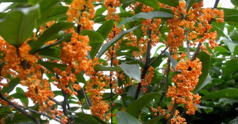 桂花几点开花时间一般什么时候开花？如何预测桂花的开花期？