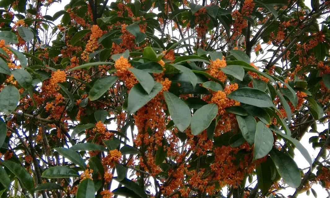 桂花几月份开花？一年能开几次花？