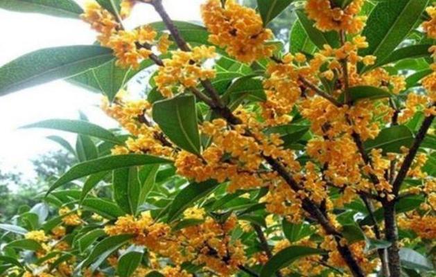 桂花几月份开花？一年能开几次花？