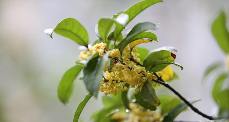 桂花剪枝的最佳时间是什么时候？哪个季节修剪树枝效果最好？