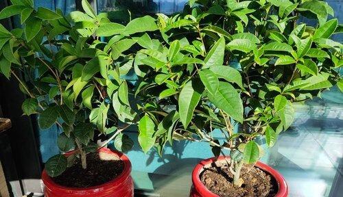 如何正确给桂花浇水？掌握浇水技巧避免植物枯萎？
