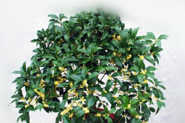 如何正确给桂花浇水？掌握浇水技巧避免植物枯萎？