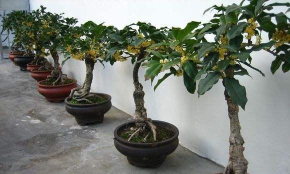 如何正确给桂花浇水？掌握浇水技巧避免植物枯萎？