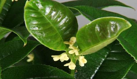 桂花开花时浇水好吗？最佳浇水时间是什么时候？