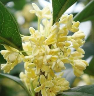 桂花开花有毒吗？闻多了会对人体有害吗？