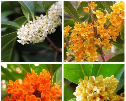 桂花开花有毒吗？闻多了会对人体有害吗？
