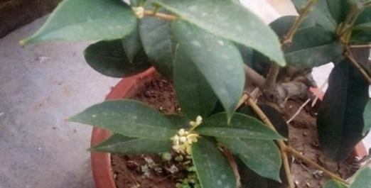 桂花可以浇啤酒吗？这样做对植物有什么影响？