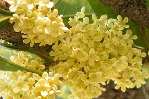 桂花能净化空气吗？它真的能吸收甲醛吗？