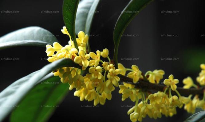 桂花能净化空气吗？它真的能吸收甲醛吗？