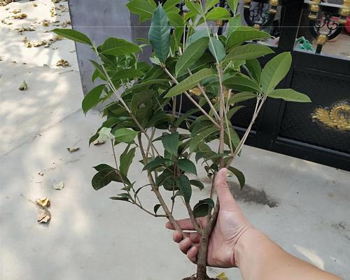 桂花水养可行吗？如何正确进行水培？