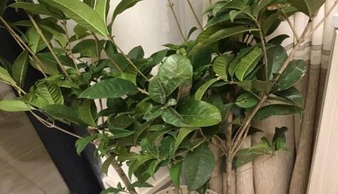 桂花水养可行吗？如何正确进行水培？