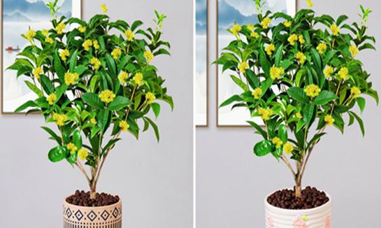 桂花水养可行吗？如何正确进行水培？