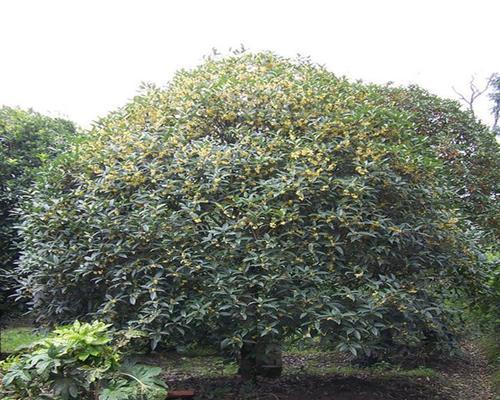 桂花可以用沙子种植吗？如何正确使用沙子作为介质？
