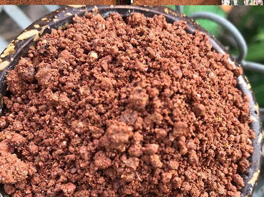 桂花可以用沙子种植吗？如何正确使用沙子作为介质？