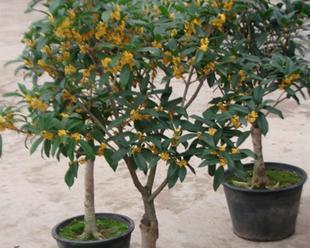 室内种植桂花可行吗？需要注意哪些事项？