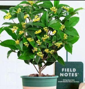 室内种植桂花可行吗？需要注意哪些事项？