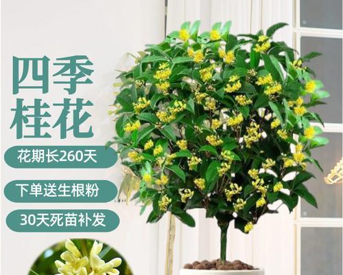 室内种植桂花可行吗？需要注意哪些事项？