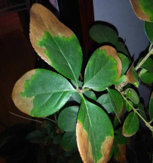 桂花烂叶子怎么办？如何有效预防和处理？
