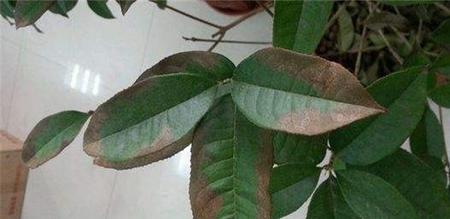 桂花烂叶子怎么办？如何有效预防和处理？