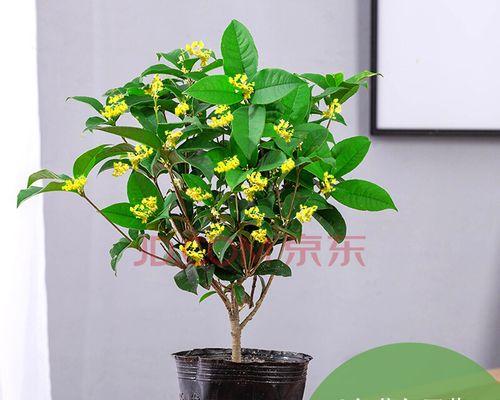 桂花能活多少年？如何延长桂花树的寿命？