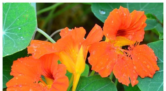 桂花怕冷还是怕热？如何正确养护桂花树？
