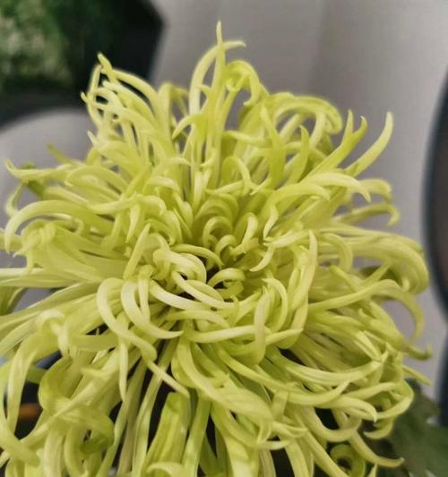 菊花园内容是什么