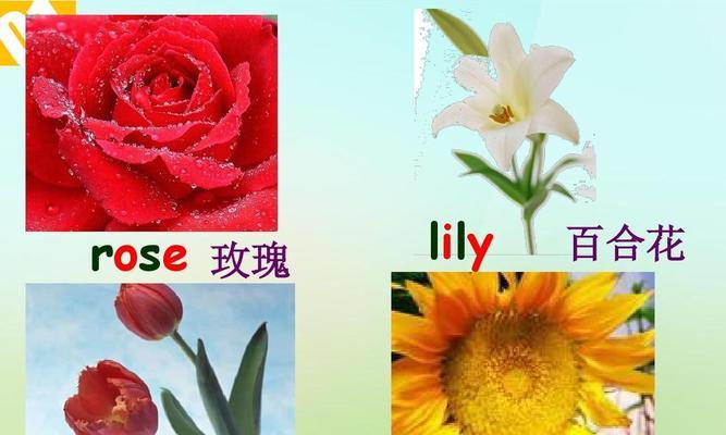 24只玫瑰在英语中代表什么？