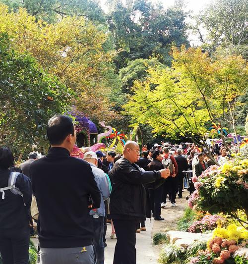 杭州菊花展结束能拿菊花吗今天