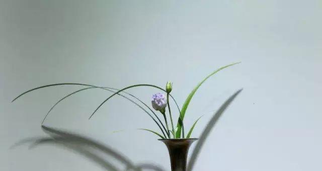 适合春季茶席插花的是哪种植物图片类型
