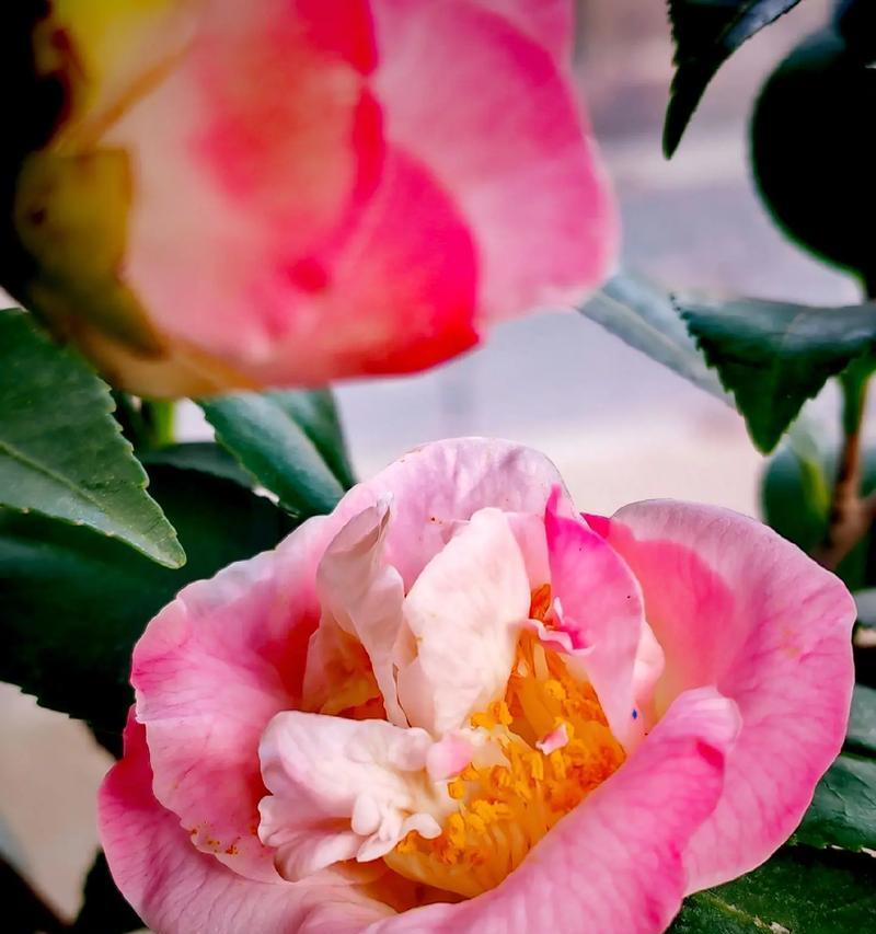 671朵玫瑰花代表什么含义?花语背后的秘密是什么? 671朵玫瑰花代表什么含义?花语背后的秘密是什么?