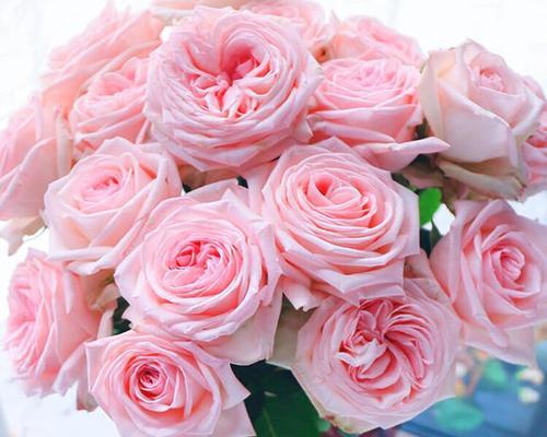 349朵玫瑰花代表什么含义?有何特殊意义? 349朵玫瑰花代表什么含义?有何特殊意义?