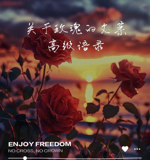 十九朵白玫瑰的文案怎么写