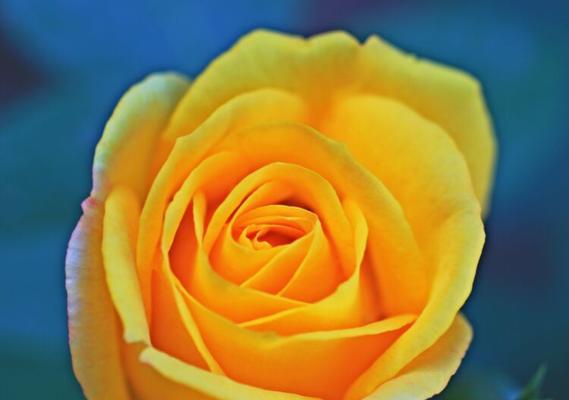 659朵玫瑰花在网络用语中代表什么?正确的读法是什么? 659朵玫瑰花在网络用语中代表什么?正确的读法是什么?